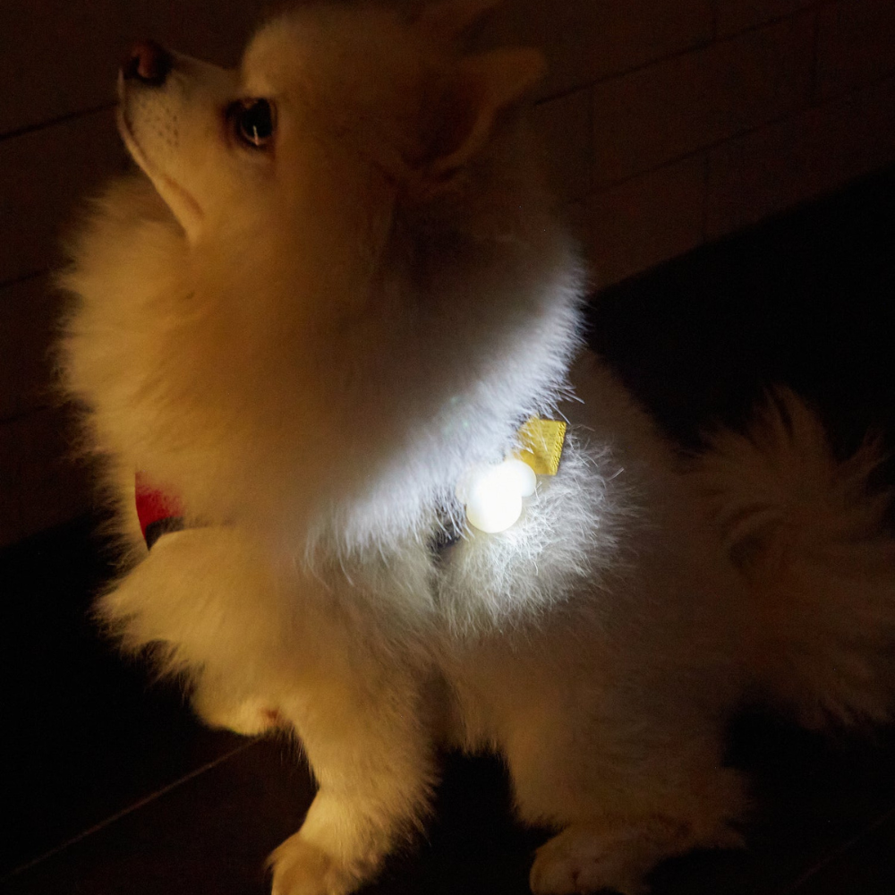 mise en situation du porte nom lumineux sur un petit chien blanc